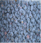 冷冻种植蓝莓